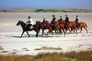 Horse Country Resort - Arborea - OR