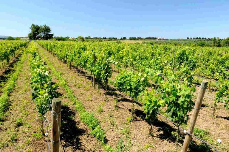 Agritourisme I Vigneti - Suite - 4 personnes, Alghero (SS)