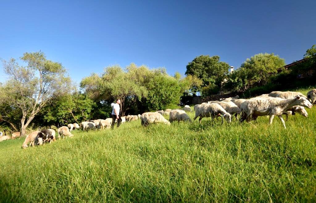 Agriturismo I Mandorli, Santa Maria Navarrese (OG) #14