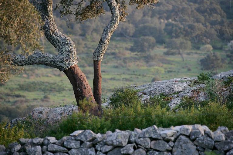 Il fascino del Nord-Est in 5 giorni - Itinerario Nord-Est, Olbia (OT)