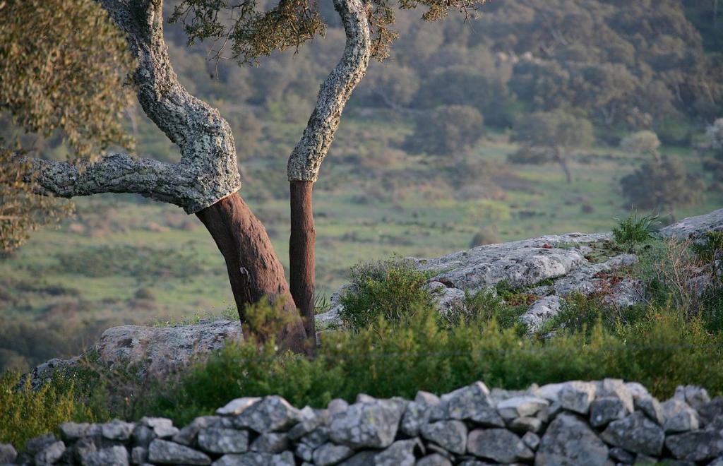 Nord Sardaigne, Olbia (OT) #11