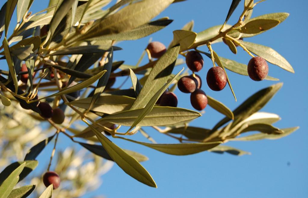 Nord Sardaigne, Olbia (OT) #9