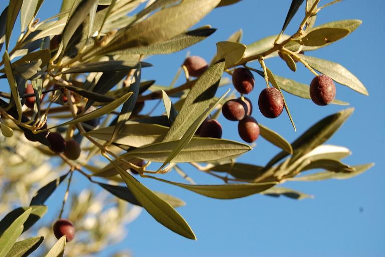 Nord Sardaigne - Nord Sardaigne, Olbia (OT)