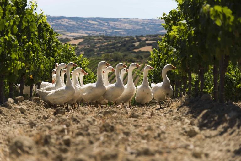 La Costa Orientale in Agriturismi - Itinerario Nord-Est 8 giorni, Olbia (OT)