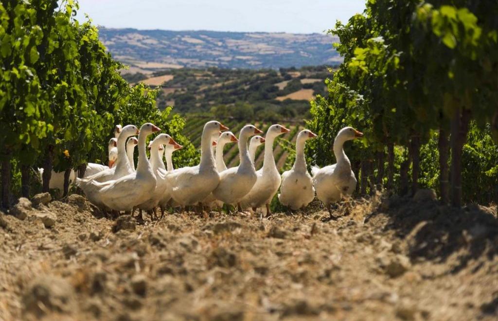 Rundreise Sardinien: 8 Tage zwischen Tradition, Natur und Genuß, Olbia (OT) #6
