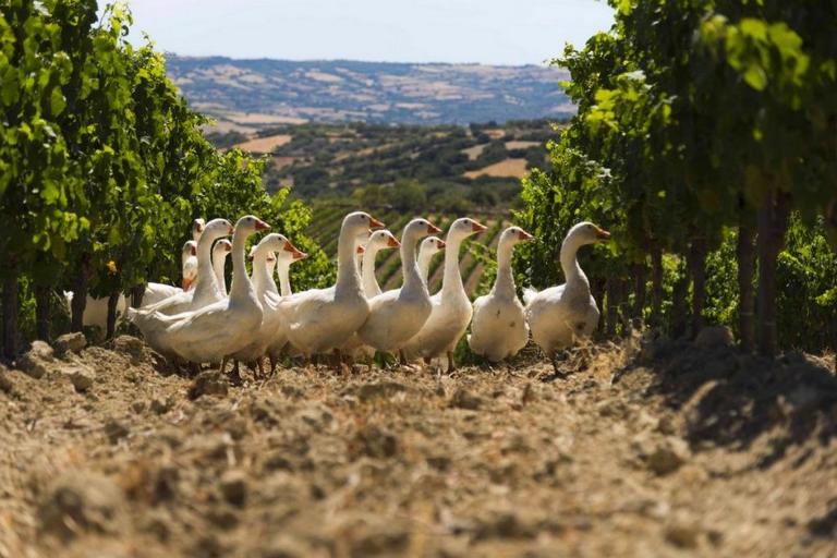 Rundreise Sardinien: 8 Tage zwischen Tradition, Natur und Genuß - Rundreise Nordosten 8 Tage, Olbia (OT)