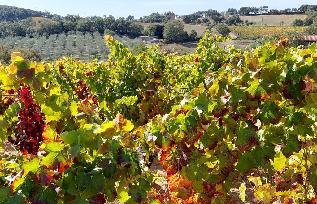 5 Day Culinary Tour South-West Sardinia, Cagliari (CA) #2