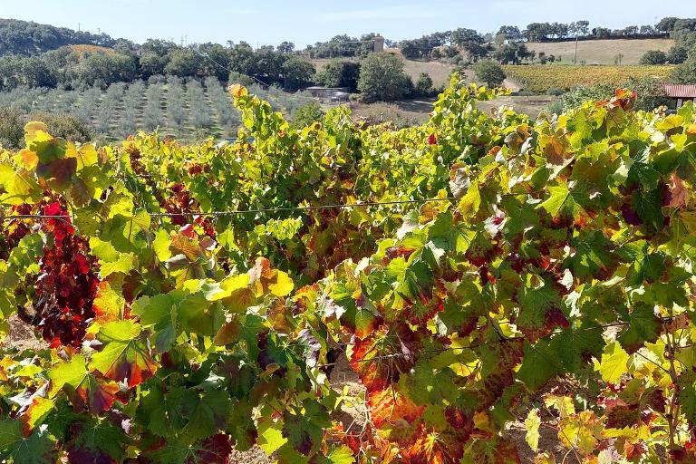 5 Day Culinary Tour South-West Sardinia - Self-Guided Trip, Cagliari (CA)