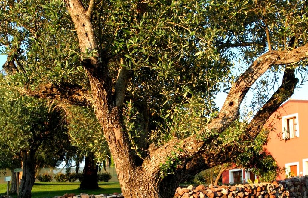 Alghero Country Resort Hotel & Spa, Alghero (SS) #3